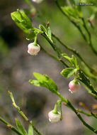 Vaccinium scoparium Leiberg的圖片