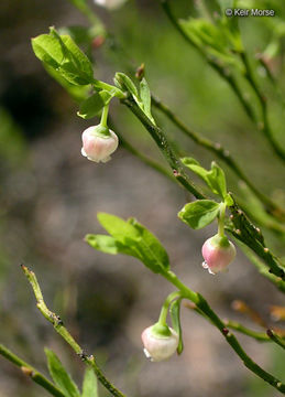 Image of grouse whortleberry