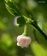 Image of grouse whortleberry