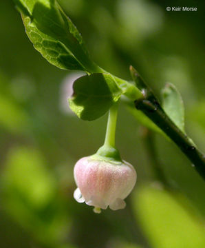 Image de Vaccinium scoparium Leiberg