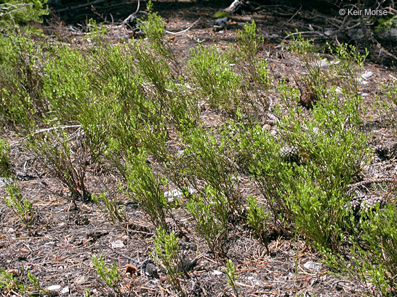 Image of grouse whortleberry