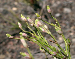 Image de Vaccinium scoparium Leiberg