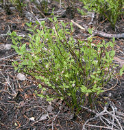 Image de Vaccinium scoparium Leiberg