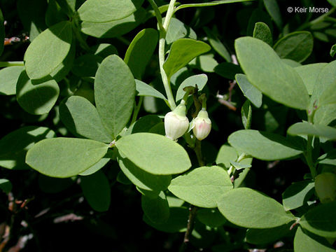 Image of alpine bilberry