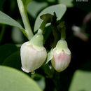 Image of bog bilberry