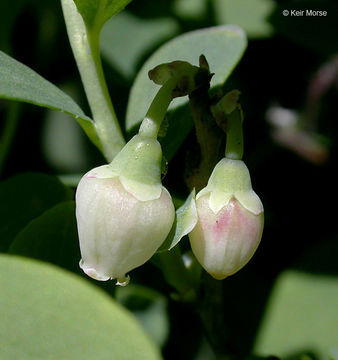 Image of alpine bilberry