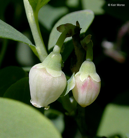 Vaccinium uliginosum (rights holder: 2010 Keir Morse)