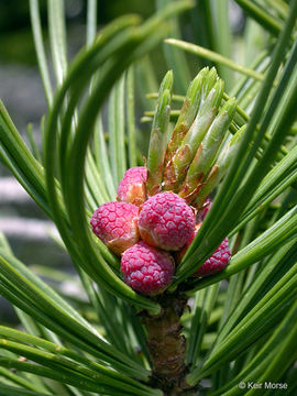 Image of whitebark pine