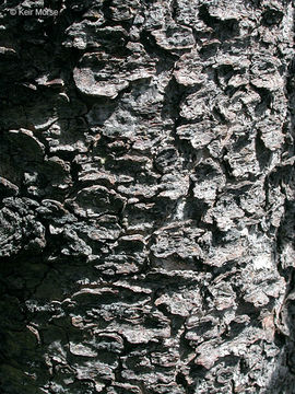 Image of whitebark pine