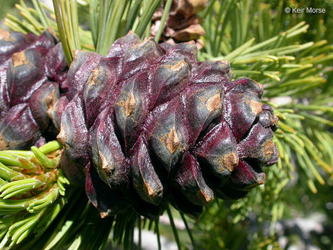 Image of whitebark pine