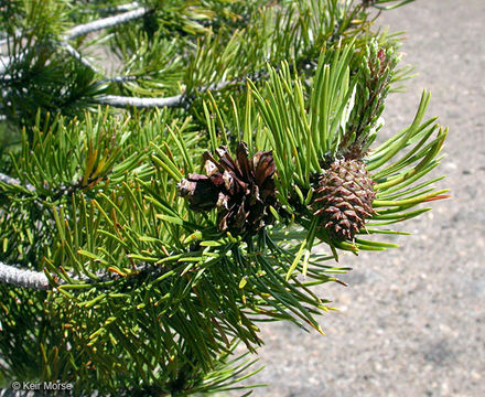 Image of Sierra lodgepole pine