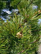 Imagem de Pinus contorta var. murrayana (Balf.) Engelm.