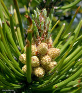 Image of Sierra lodgepole pine