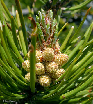 Imagem de Pinus contorta var. murrayana (Balf.) Engelm.