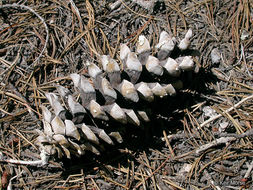 Image of western white pine