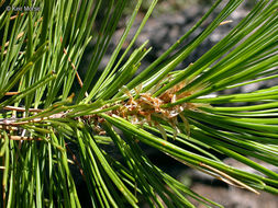 Image of western white pine