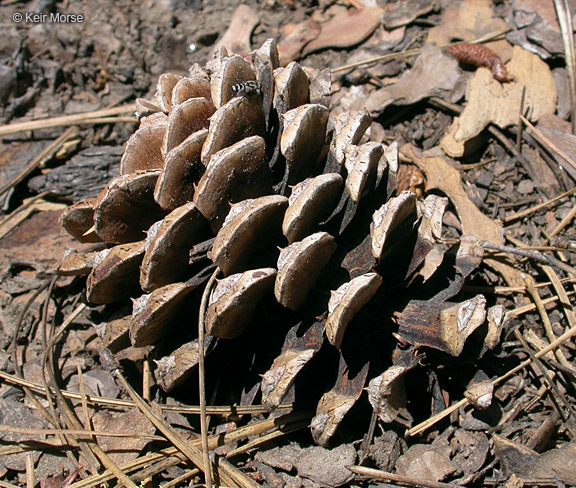 Image of ponderosa pine