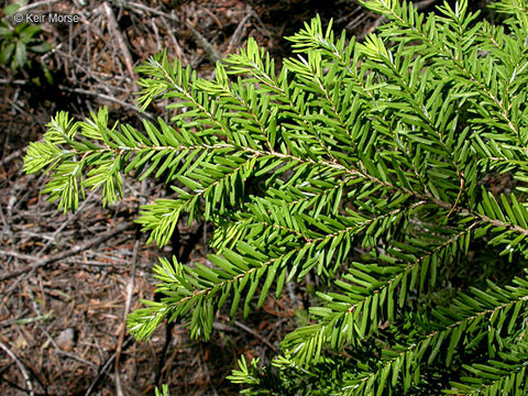 Image of western hemlock