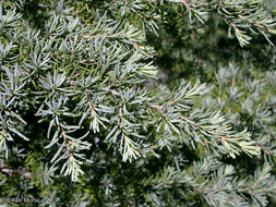 Image of Mountain Hemlock