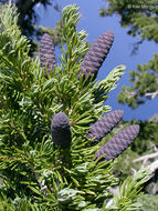 Image of Mountain Hemlock