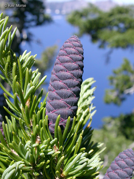 Слика од Tsuga mertensiana (Bong.) Carrière