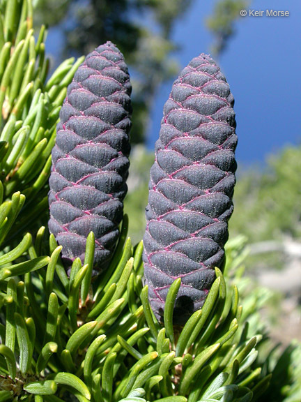 Image of Mountain Hemlock