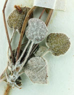 Image of Mono buckwheat