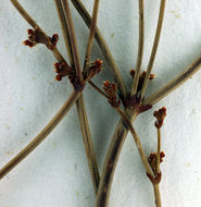 Image of Mono buckwheat