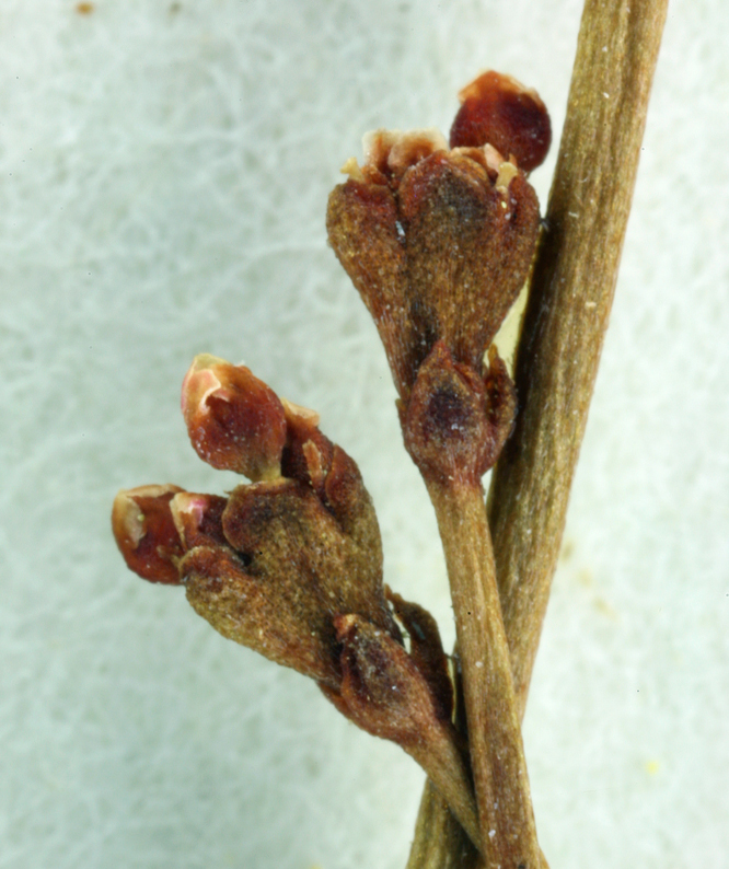 Image of Mono buckwheat