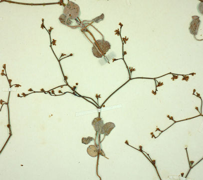 Image of Pahrump Valley buckwheat