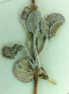 Image of Pahrump Valley buckwheat