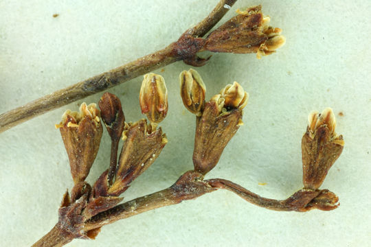 Image of Pahrump Valley buckwheat