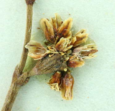 Image of Pahrump Valley buckwheat