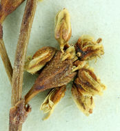 Image of Pahrump Valley buckwheat