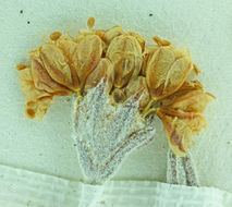 Image of Butterworth's buckwheat