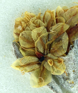 Image of Butterworth's buckwheat