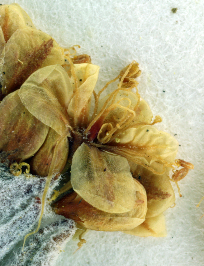 Image of Butterworth's buckwheat