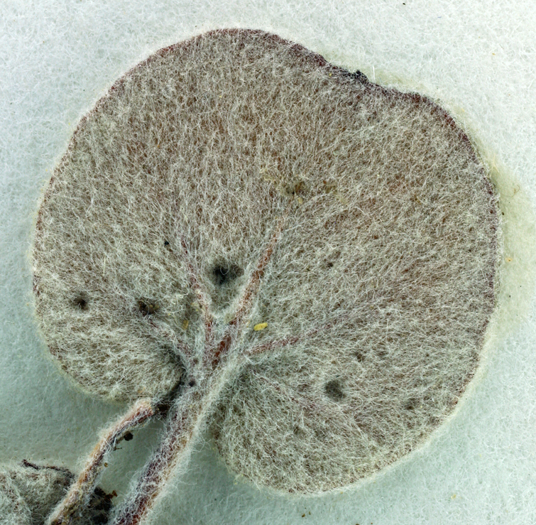 Image of hill buckwheat