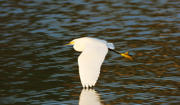 Image of Snowy Egret