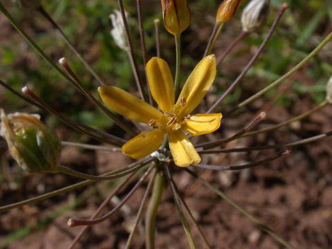 Image of common goldenstar