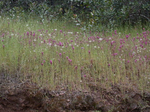 Image of exserted Indian paintbrush