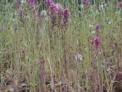 Image of exserted Indian paintbrush