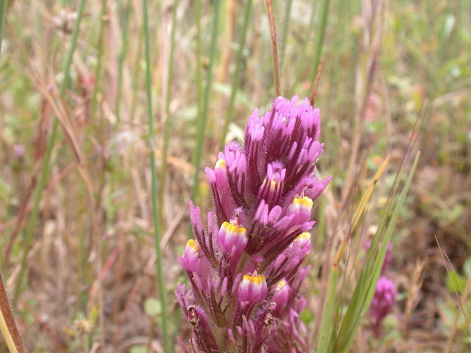 Image of exserted Indian paintbrush