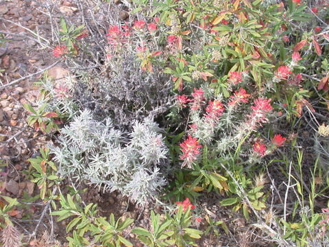 Слика од Castilleja foliolosa Hook. & Arn.