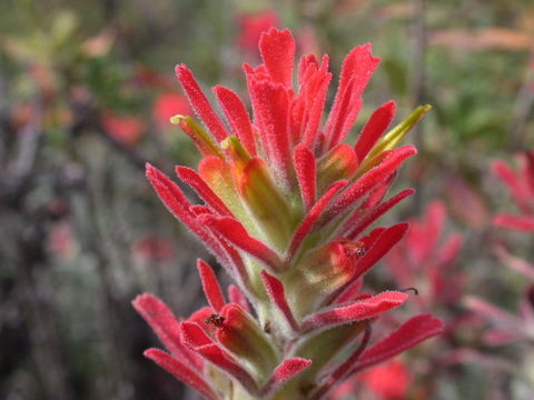 Слика од Castilleja foliolosa Hook. & Arn.