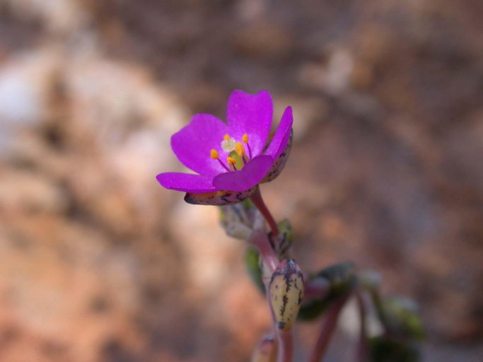 Sivun Cistanthe maritima (Nutt.) Carolin ex M. A. Hershkovitz kuva