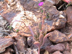 Sivun Cistanthe maritima (Nutt.) Carolin ex M. A. Hershkovitz kuva