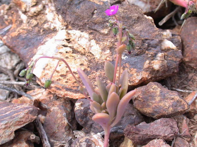 Sivun Cistanthe maritima (Nutt.) Carolin ex M. A. Hershkovitz kuva