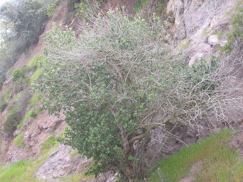 Image of feltleaf ceanothus