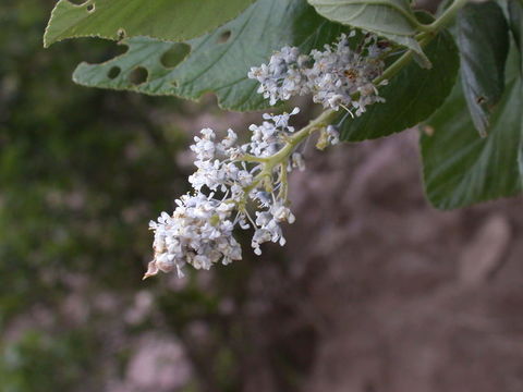 Image de Ceanothus arboreus Greene